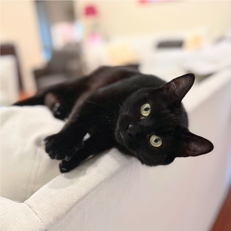 Black cat laying on white couch being cared for by Paws Sitting Service in Santa Rosa, FL. 