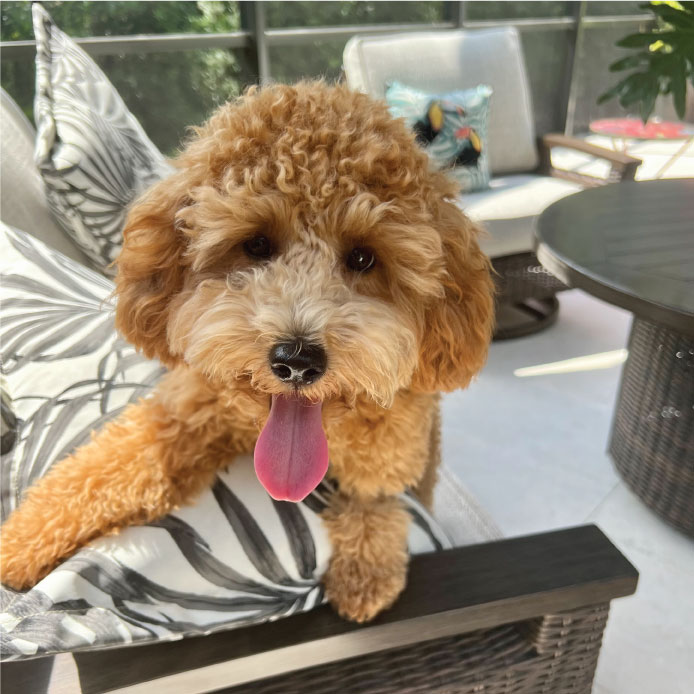 Cute Golden Doodle on couch being cared for by Paws Sitting Service.