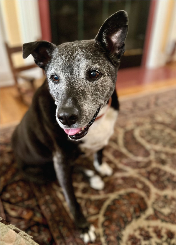 Older dog sitting on area rug.