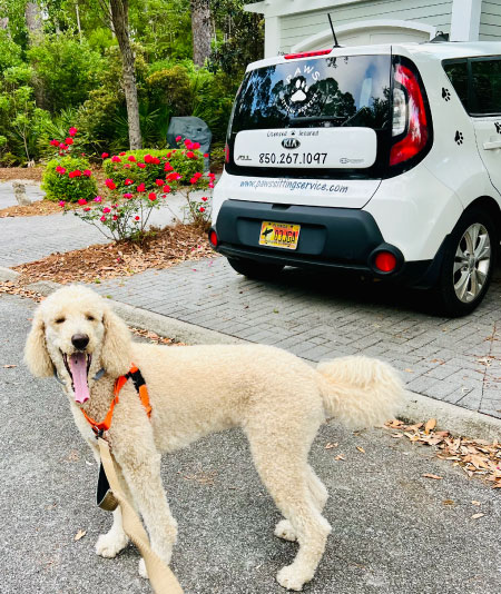 Paws Sitting Service car in driveway with golden doodle