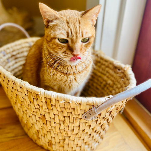 Orange cat in a basket