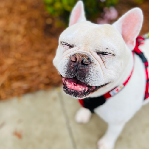 Smiling dog