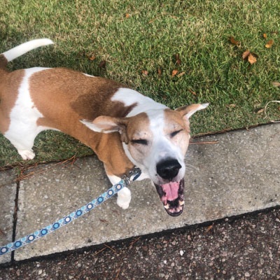 smiling brown and white dog out for a walk