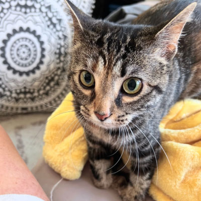 tabby kitten on yellow towel