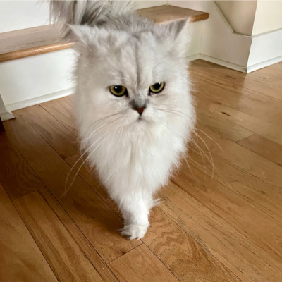 white fluffy cat standing on wood floor