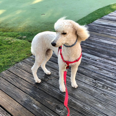 Goldendoodle standing on boardwalk