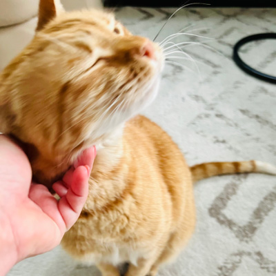 orange cat getting a nek rub from Paws Sitting Service staff member