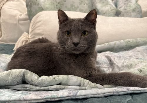 Pet Sitting SANTA ROSA BEACH