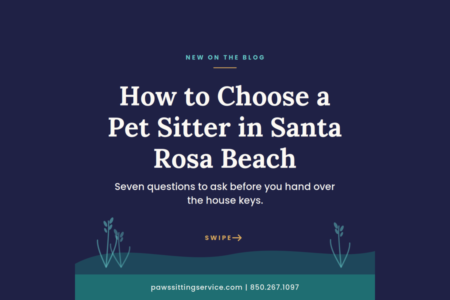 Blog 1_new-blog-how-to-choose-a-pet-sitter
