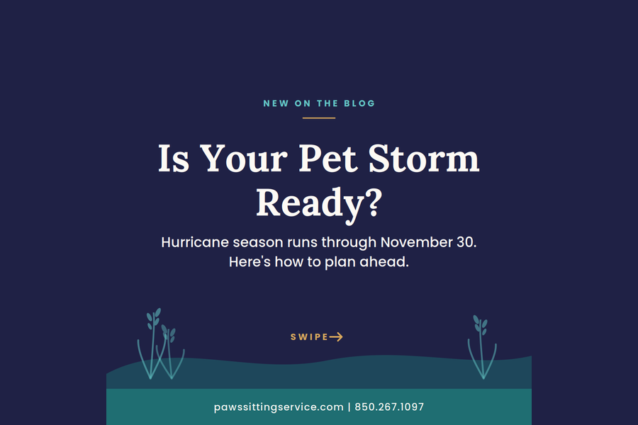 Blog 2_new-blog-hurricane-season-pet-prep