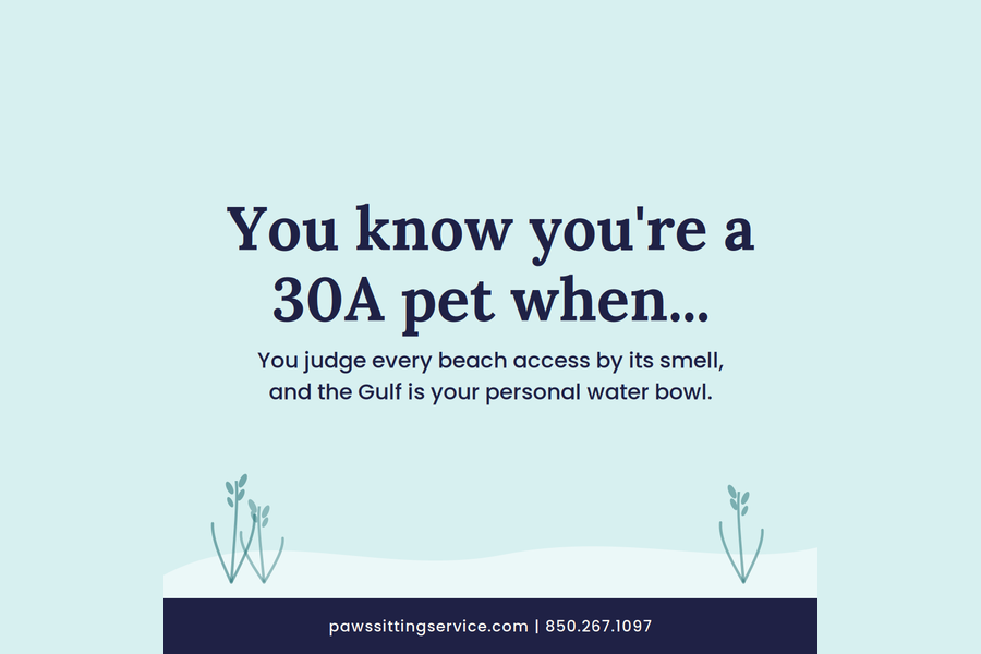 Blog 3_ Dog Walking in Santa Rosa Beach and 30A